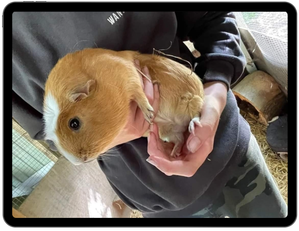 Tyler Guinea